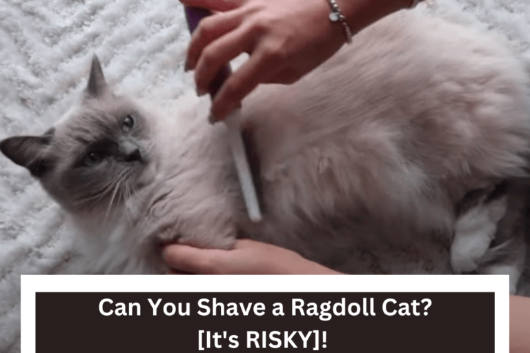 Can You Shave a Ragdoll Cat [Danger!!!]