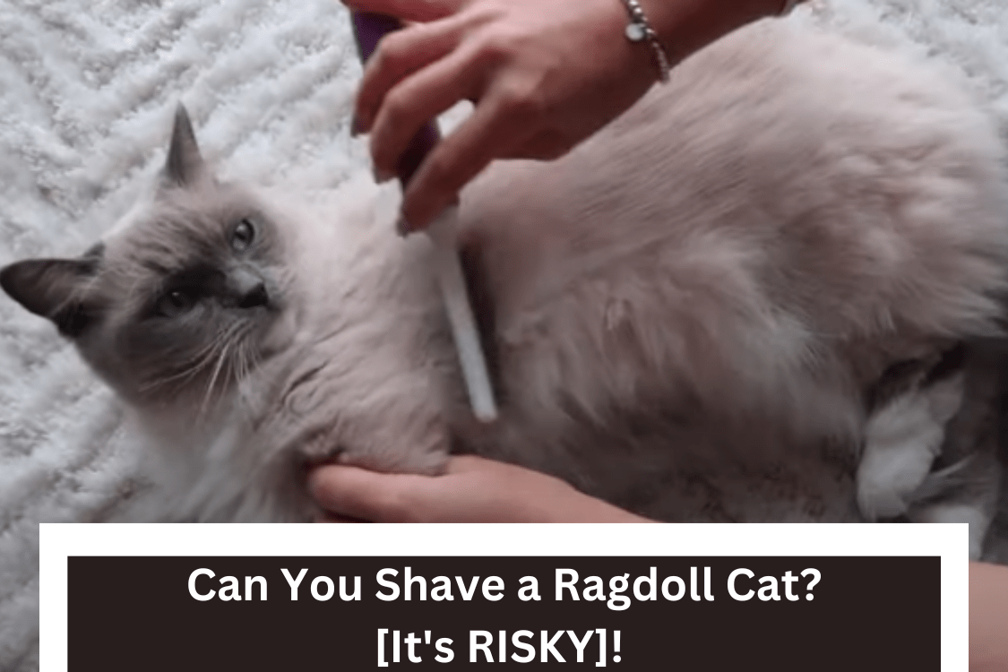 Can-You-Shave-a-Ragdoll-Cat