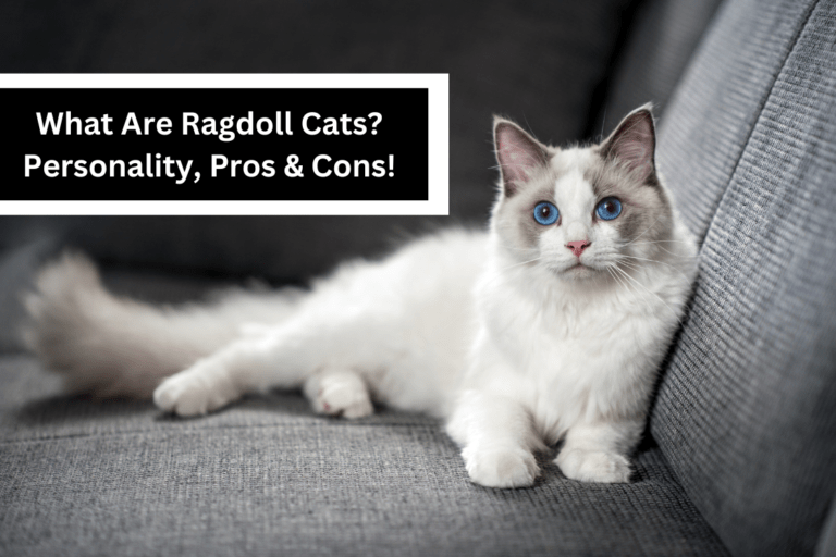 What Are Ragdoll Cats? Personality, Pros & Cons!