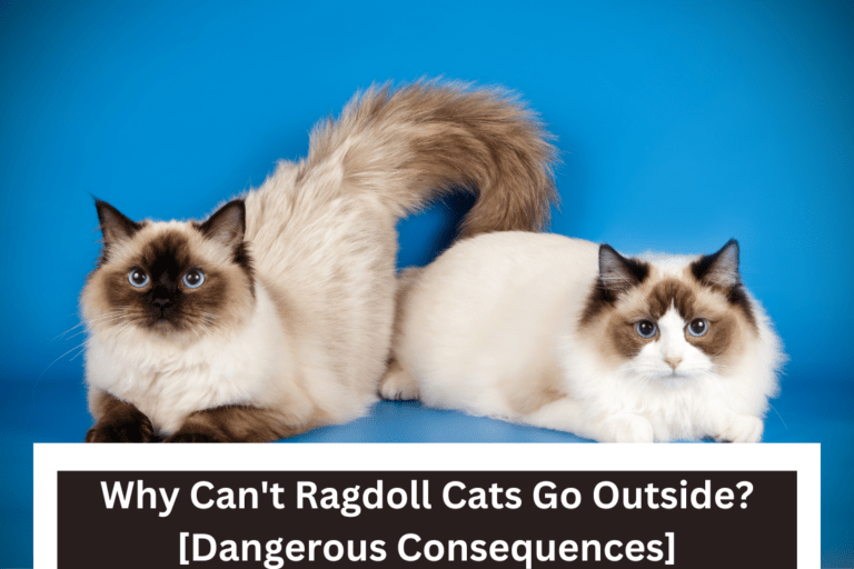 Why Can’t Ragdoll Cats Go Outside? [4 Dangerous Consequences]