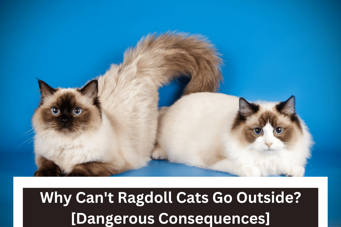 Why Can't Ragdoll Cats Go Outside