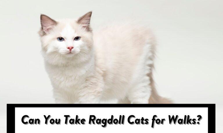 Can You Take Ragdoll Cats for Walks? YES, with 4 Precautions!!