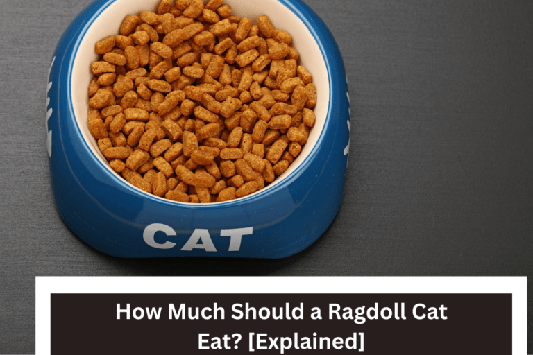 How Much Should a Ragdoll Cat Eat? [2024 Update]