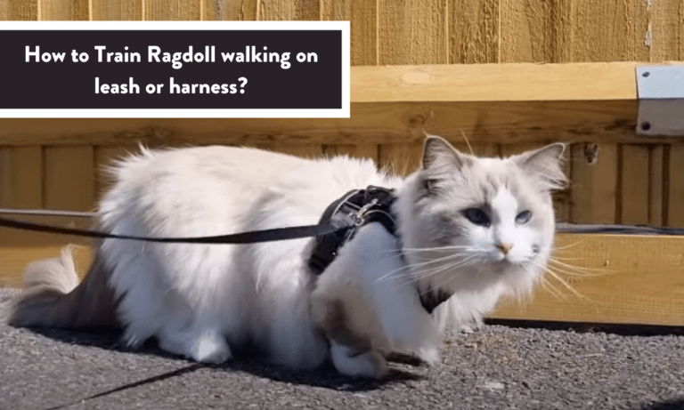 How to Train Ragdoll Walking on Leash or Harness? [With Pictures]