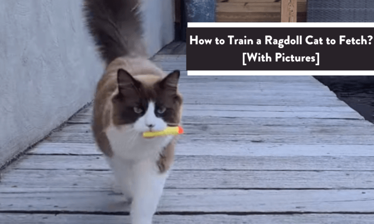 How to Train a Ragdoll Cat to Fetch? [3 Simple Steps With Pictures]