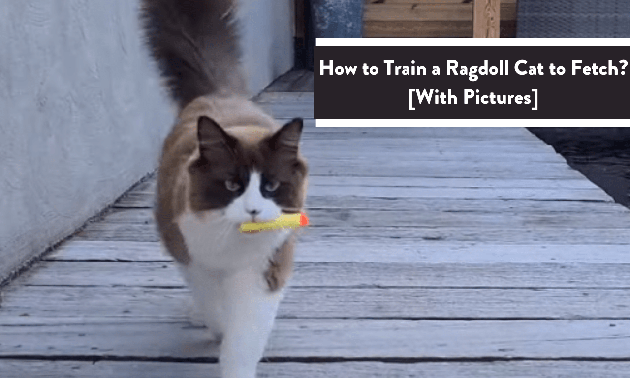 How to Train a Ragdoll Cat to Fetch