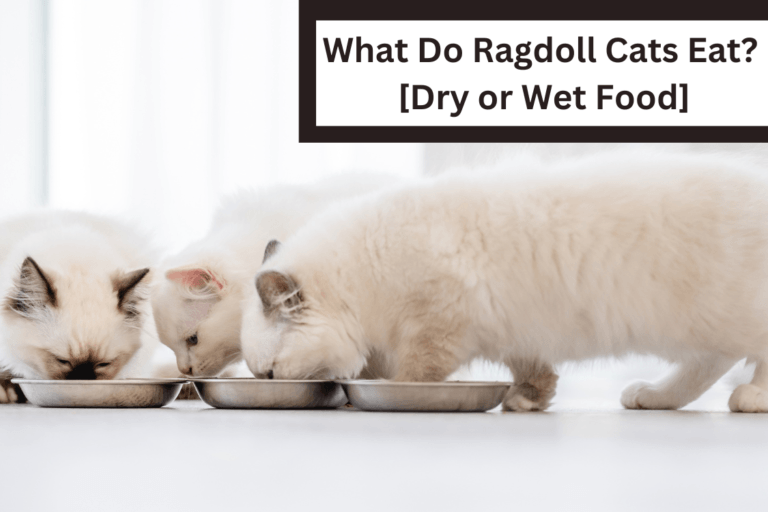 What Do Ragdoll Cats Eat? [Dry or Wet Food]