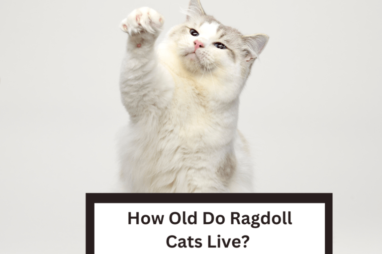 How Old Do Ragdoll Cats Live? [Facts You Should Know]