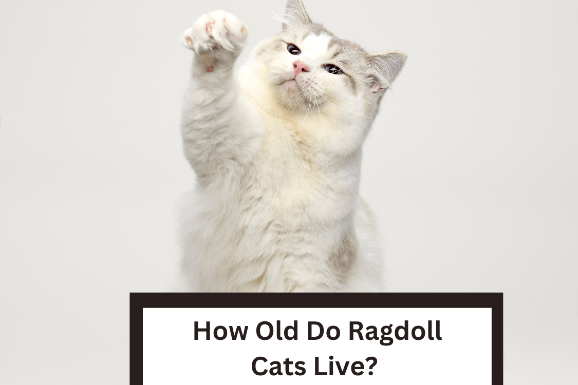 How Old Do Ragdoll Cats Live?