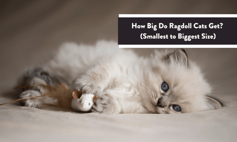 How Big Do Ragdoll Cats Get? [Check Size Chart]