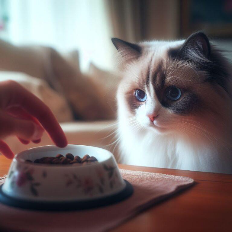 Best Dry Food for Ragdoll Cats Under $50 [2023 Update]